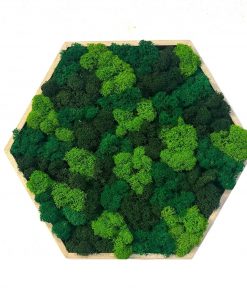 Machový obraz - Hexagon - mix je skvelou voľbou! Tento jedinečný obraz z prírodného stabilizovaného machu prináša harmóniu a pokoj do vášho domova. Bez potreby údržby a zalievania si zachová svoju krásu po dlhú dobu, čím je ideálnym ekologickým doplnkom pre moderné aj prírodne ladené interiéry.