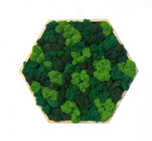 Machový obraz - Hexagon - mix je skvelou voľbou! Tento jedinečný obraz z prírodného stabilizovaného machu prináša harmóniu a pokoj do vášho domova. Bez potreby údržby a zalievania si zachová svoju krásu po dlhú dobu, čím je ideálnym ekologickým doplnkom pre moderné aj prírodne ladené interiéry.