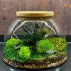 Terárium zo stabilizovaného machu a rastlín je ideálnou voľbou! Tento jedinečný kúsok prírody prináša do vášho domova harmóniu a pokoj. Bez potreby údržby si zachováva svoju sviežu farbu a krásu dlhodobo, čo z neho robí perfektný ekologický a minimalistický doplnok do moderných aj prírodne ladených interiérov.