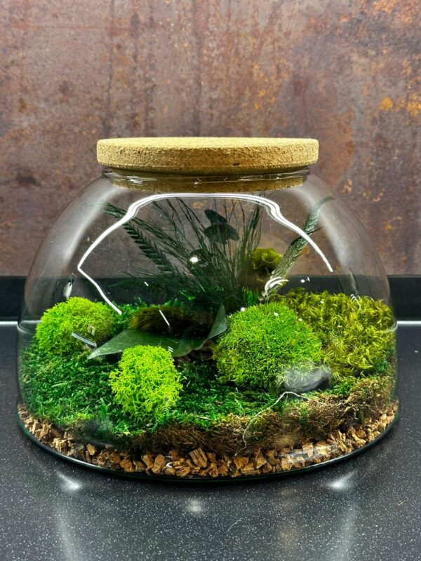 Machové sklenené terária