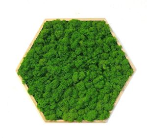 Machový obraz - Hexagon je skvelou voľbou! Tento jedinečný obraz z prírodného stabilizovaného machu prináša do vášho domova harmóniu a pokoj. Bez potreby údržby a zalievania si zachová svoju krásu po dlhú dobu, čím je ideálnym ekologickým doplnkom pre moderné aj prírodne ladené interiéry.