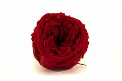 Stabilizovaná anglická ruža - červená