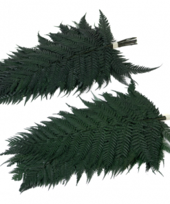 Stabilizovaná papraď - tmavozelená