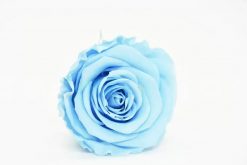 Stabilizovaná ruža Kiara XL - svetlo modrá