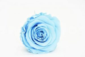 Stabilizovaná ruža Kiara XL - svetlo modrá