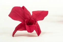 Stabilizované kvety Orchidea Dendrobium - tmavo ružová