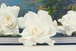 Stabilizované kvety Gardenia - biela