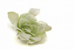 Stabilizované kvety Gardenia - bielo zelená