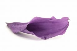 Stabilizované kvety Calla Lily - fialová