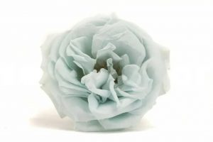 Stabilizovaná ruža divoká - svetlomodrá