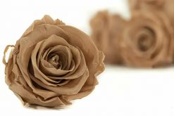 Stabilizovaná ruža Kiara XL - hnedá