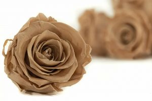 Stabilizovaná ruža Kiara XL - hnedá