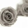 Stabilizovaná ruža Kiara XL - šedá