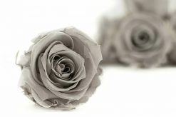 Stabilizovaná ruža Kiara XL - šedá