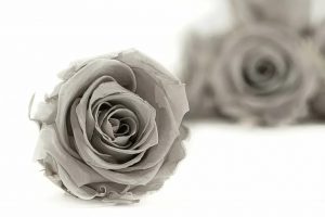 Stabilizovaná ruža Kiara XL - šedá