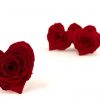 Stabilizovaná ruža hlávka Srdce - červená