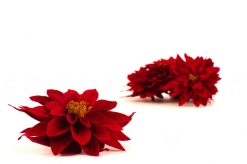 Stabilizované kvety Dahlia - červená