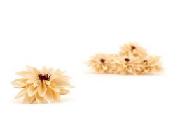 Stabilizované kvety Dahlia - Champagne