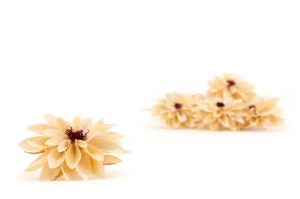 Stabilizované kvety Dahlia - Champagne