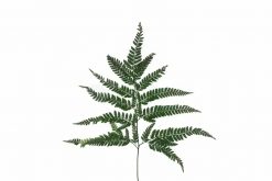 Stabilizovaná kožovitá papraď - zelená