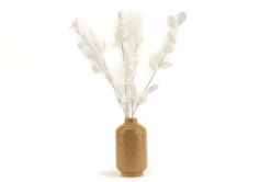 Stabilizované rastliny ruscus - biela