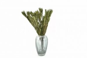 Stabilizované rastliny Salignum - zelená