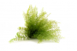 Stabilizovaná papraď air - bledo zelená