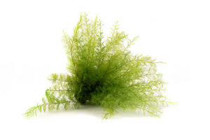 Stabilizovaná papraď air - bledo zelená