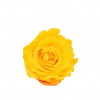 Stabilizovaná ruža – hlava XL žltá