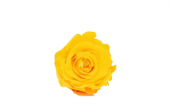 Stabilizovaná ruža – hlava XL žltá