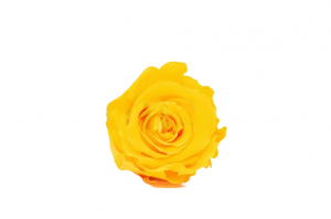 Stabilizovaná ruža – hlava XL žltá