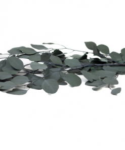 Stabilizovaný eukalyptus - zelený