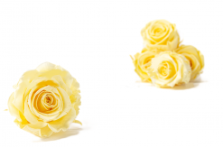 Stabilizovaná ruža – hlava XL Buttermilk