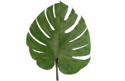 Stabilizovaný list - Monstera