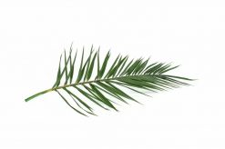 Stabilizovaný palmový list - Phoenix - zelená