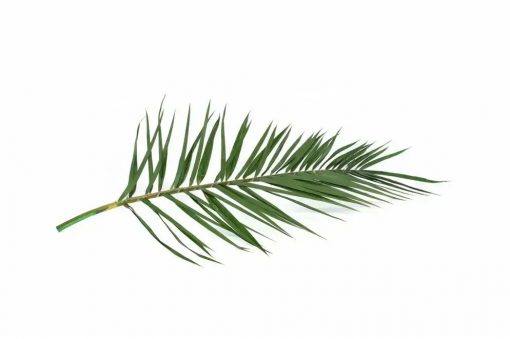 Stabilizovaný palmový list - Phoenix - zelená