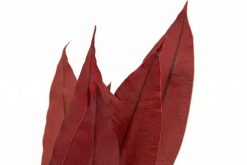 Stabilizované tropické listy - červená