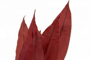 Stabilizované tropické listy - červená