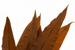 Stabilizované tropické listy - hnedá