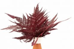 Stabilizovaná kožovitá papraď - červená