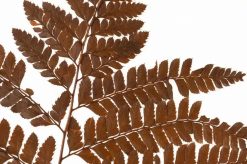 Stabilizovaná kožovitá papraď - hnedá