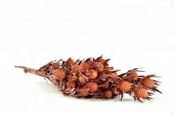 Stabilizovaná kytica salignum - červená