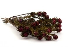 Stabilizovaná kytica Tortum - červená