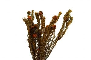 Stabilizovaná kytica Tortum - oranžová