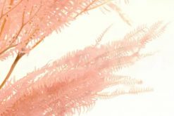 Stabilizovaná dáždniková papraď - ružová