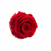 Stabilizovaná ruža – hlava XL červená