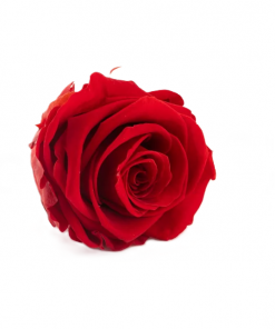 Stabilizovaná ruža – hlava XL červená
