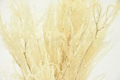 Stabilizovaná dáždniková papraď - krémová