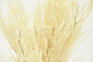 Stabilizovaná dáždniková papraď - krémová