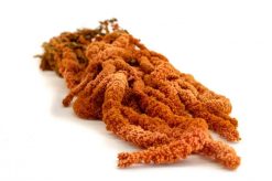 Stabilizovaný Amarant - oranžový